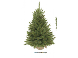 Triumph Tree Burlap Forest Frosted Pine Green 90